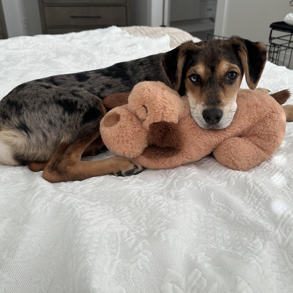 Enlarge Hollygrove, a Adoptable mixed breed in Baton Rouge, LA image 5/6