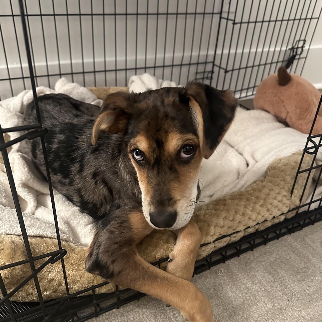 Enlarge Hollygrove, a Adoptable mixed breed in Baton Rouge, LA image 6/6