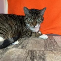 Momo (ID 51985), ADOPTABLE, Adult Female Domestic Short Hair.