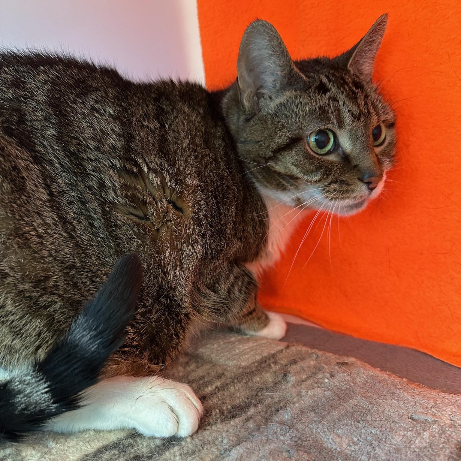 Momo (ID 51985), a ADOPTABLE Domestic Short Hair in Manassas, VA image 2/2