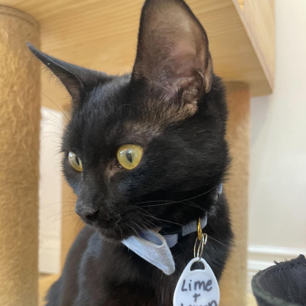 Lime — thumbnail 2