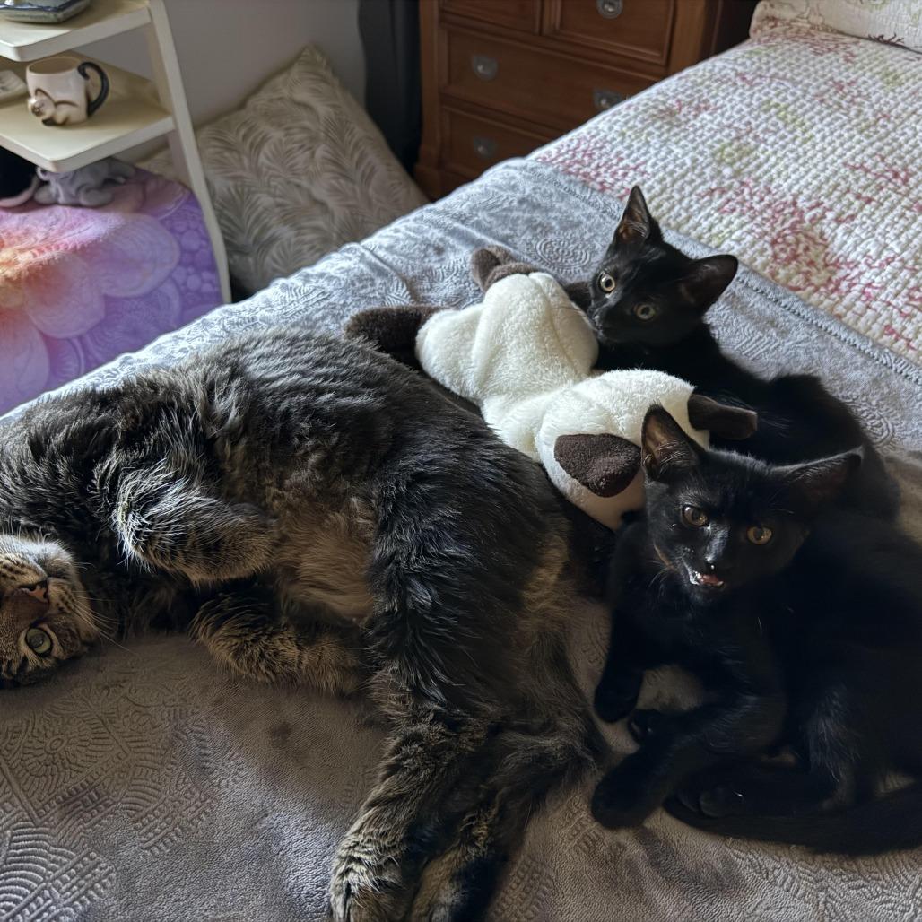 Lime — thumbnail 3