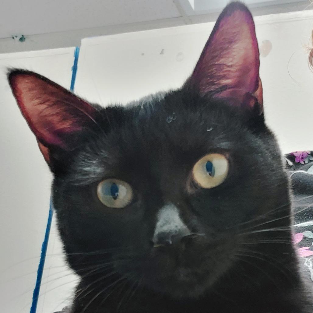 Lime — thumbnail 4