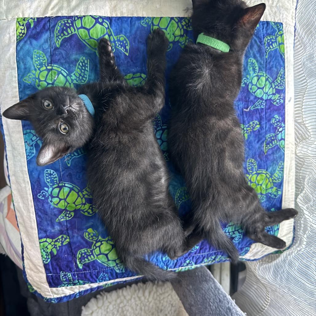 Lime — thumbnail 5