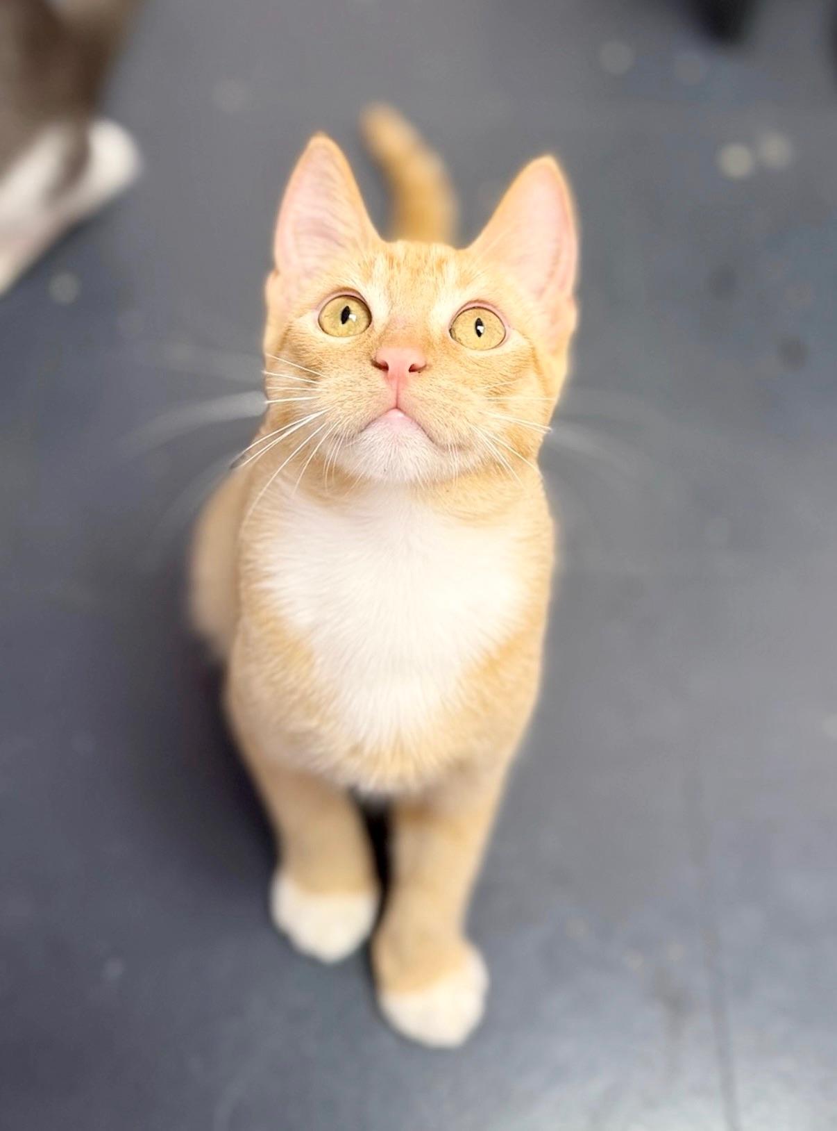 Enlarge Langdon, a Adoptable Domestic Short Hair in Covington, LA image 4/6