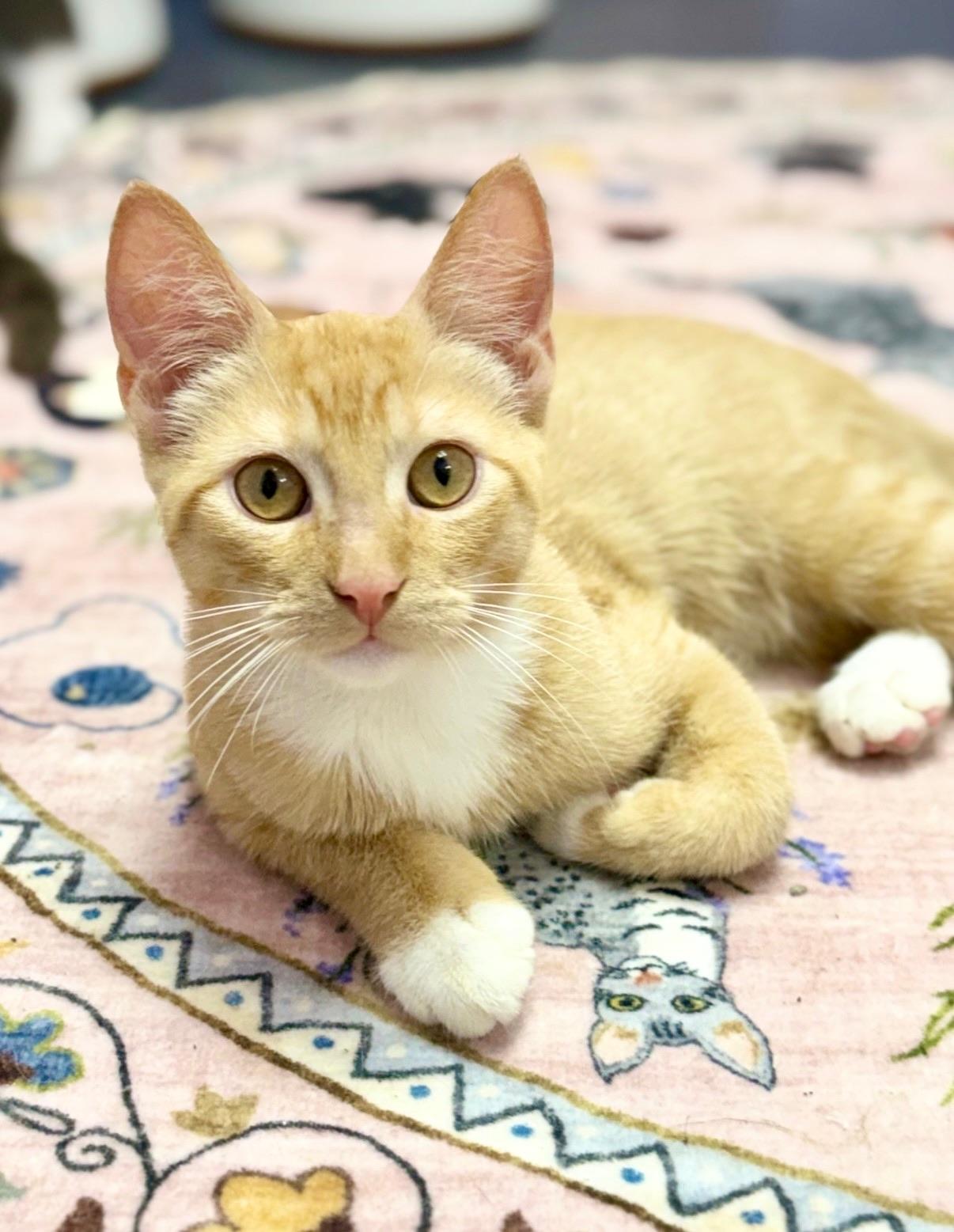 Enlarge Langdon, a Adoptable Domestic Short Hair in Covington, LA image 3/6