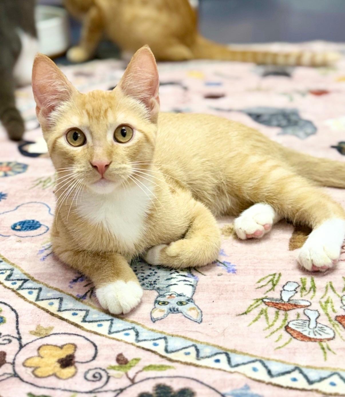 Langdon, Adoptable, Kitten Male Domestic Short Hair.