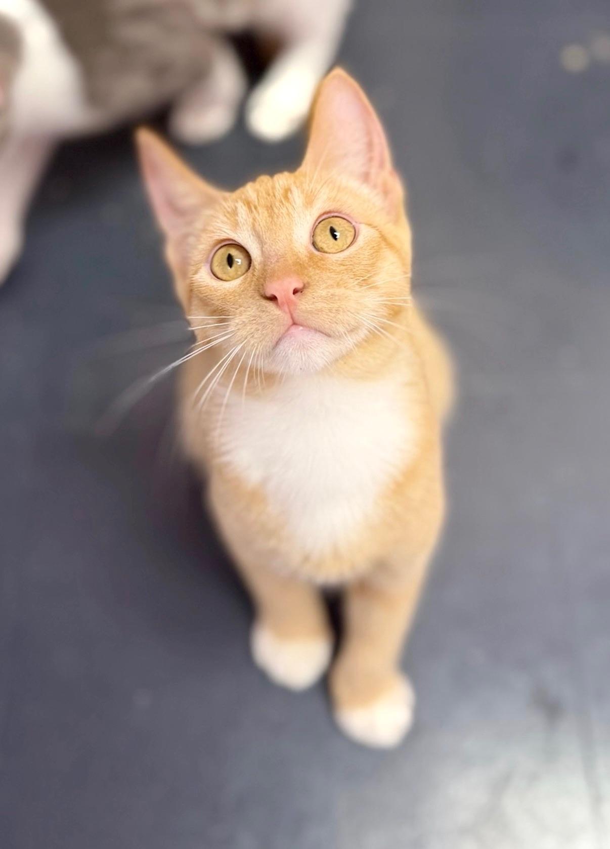Enlarge Langdon, a Adoptable Domestic Short Hair in Covington, LA image 2/6