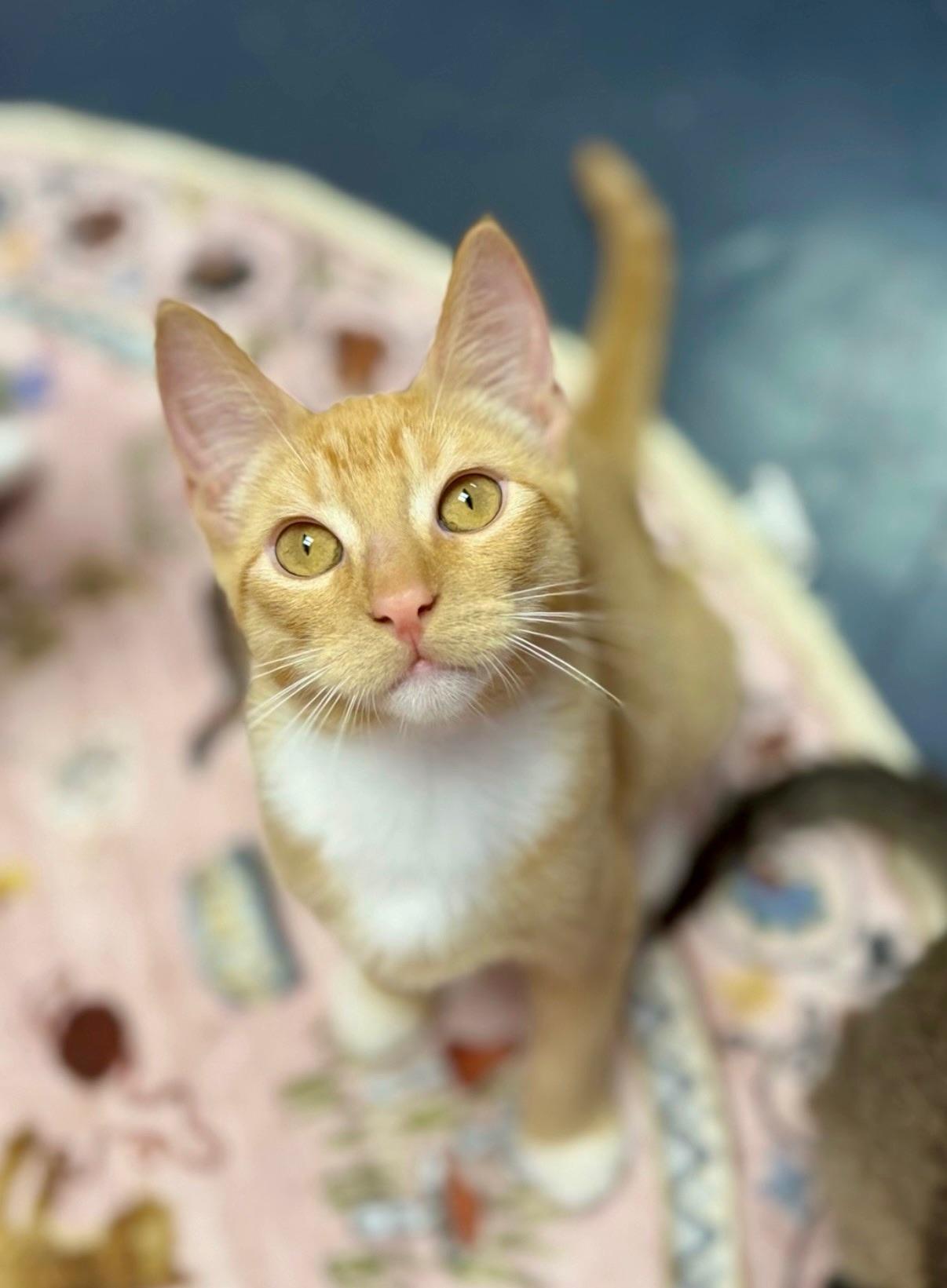 Enlarge Langdon, a Adoptable Domestic Short Hair in Covington, LA image 6/6