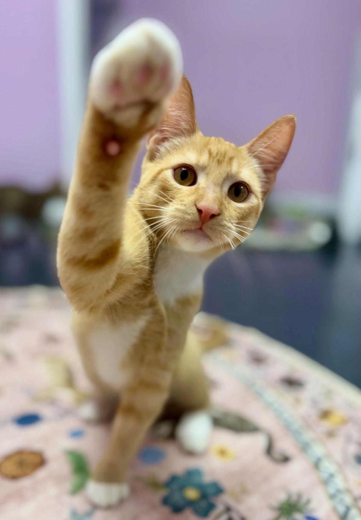 Enlarge Langdon, a Adoptable Domestic Short Hair in Covington, LA image 5/6