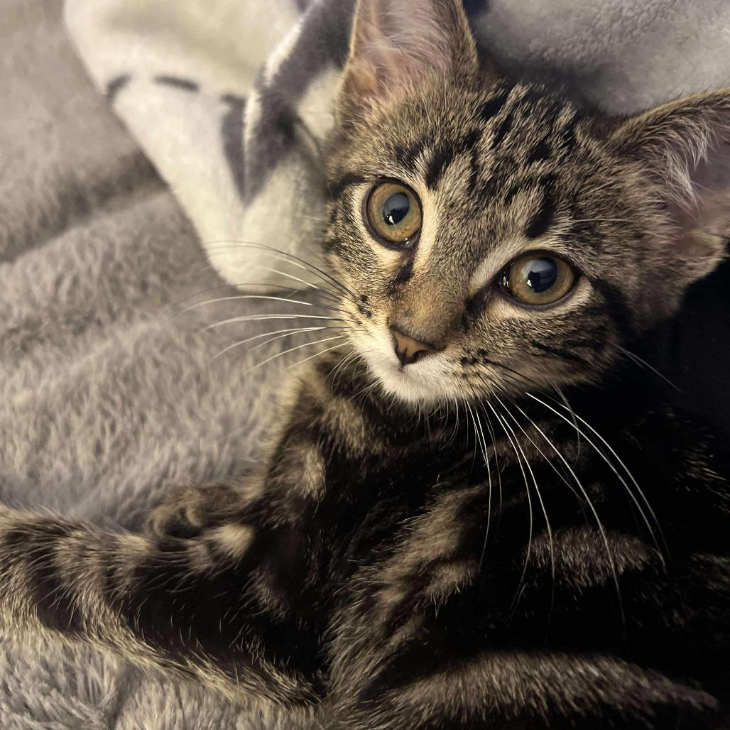 Icee, Adoptable, Young Female Domestic Short Hair.