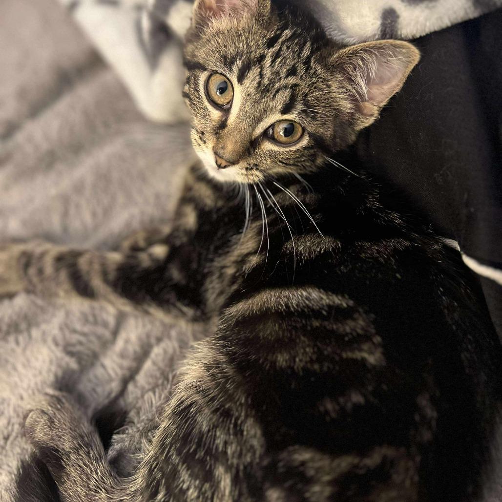 Enlarge Icee, a Adoptable Domestic Short Hair in Plainfield, IL image 2/5