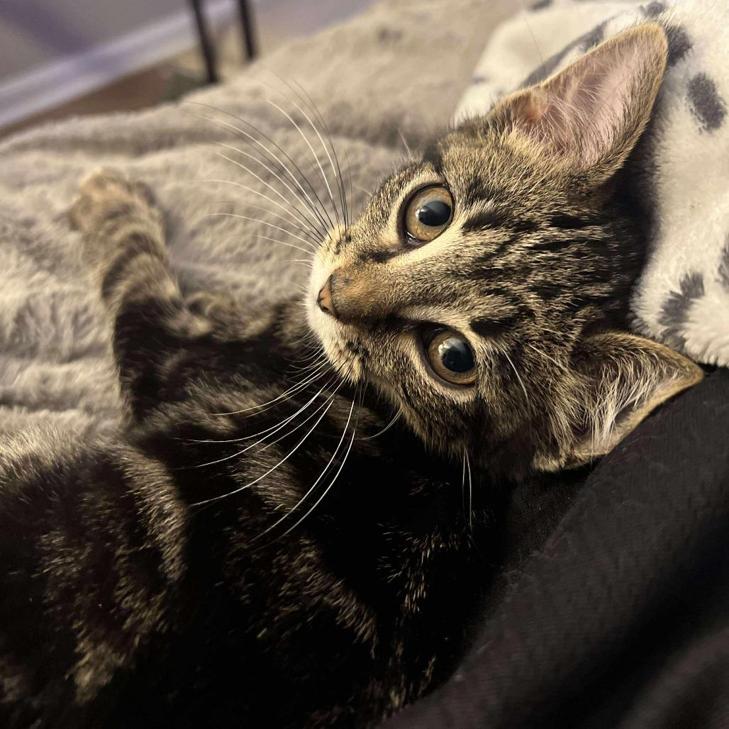 Enlarge Icee, a Adoptable Domestic Short Hair in Plainfield, IL image 3/5