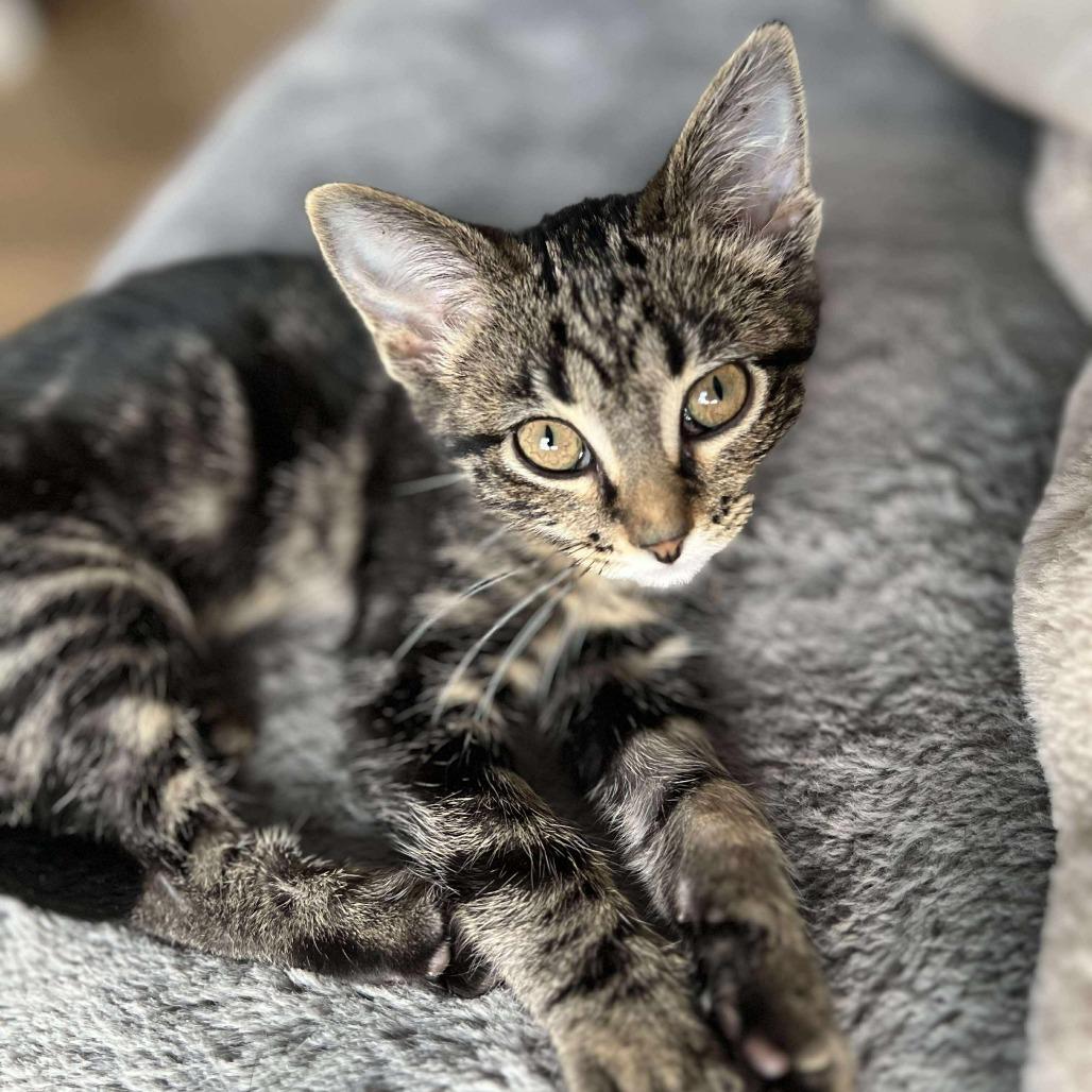 Enlarge Icee, a Adoptable Domestic Short Hair in Plainfield, IL image 4/5