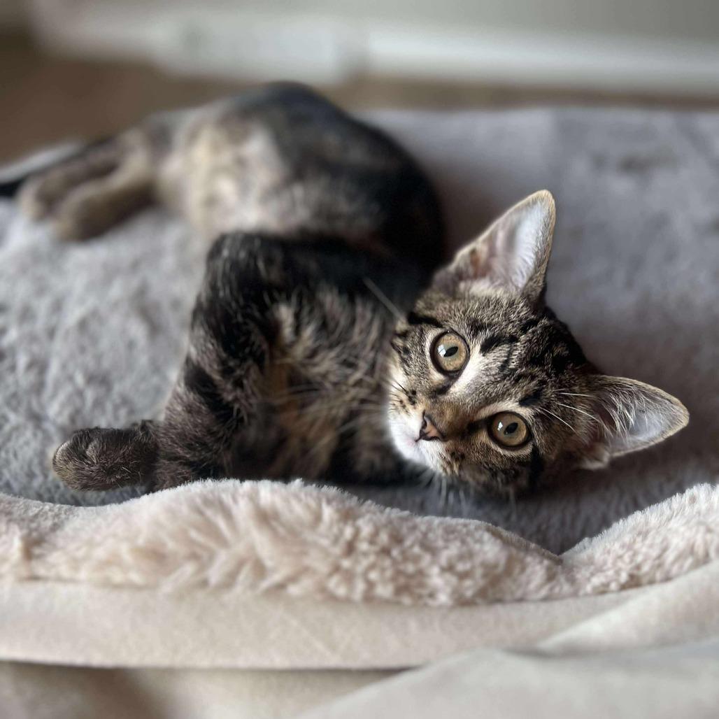 Enlarge Icee, a Adoptable Domestic Short Hair in Plainfield, IL image 5/5