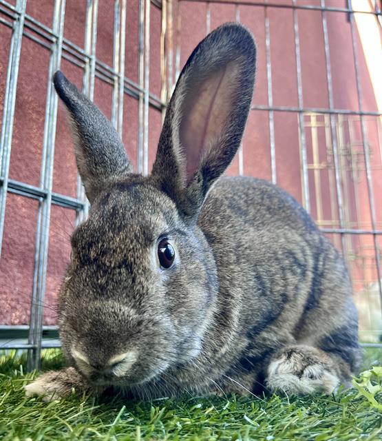 TWIX, Adoptable, Young Male Bunny Rabbit.