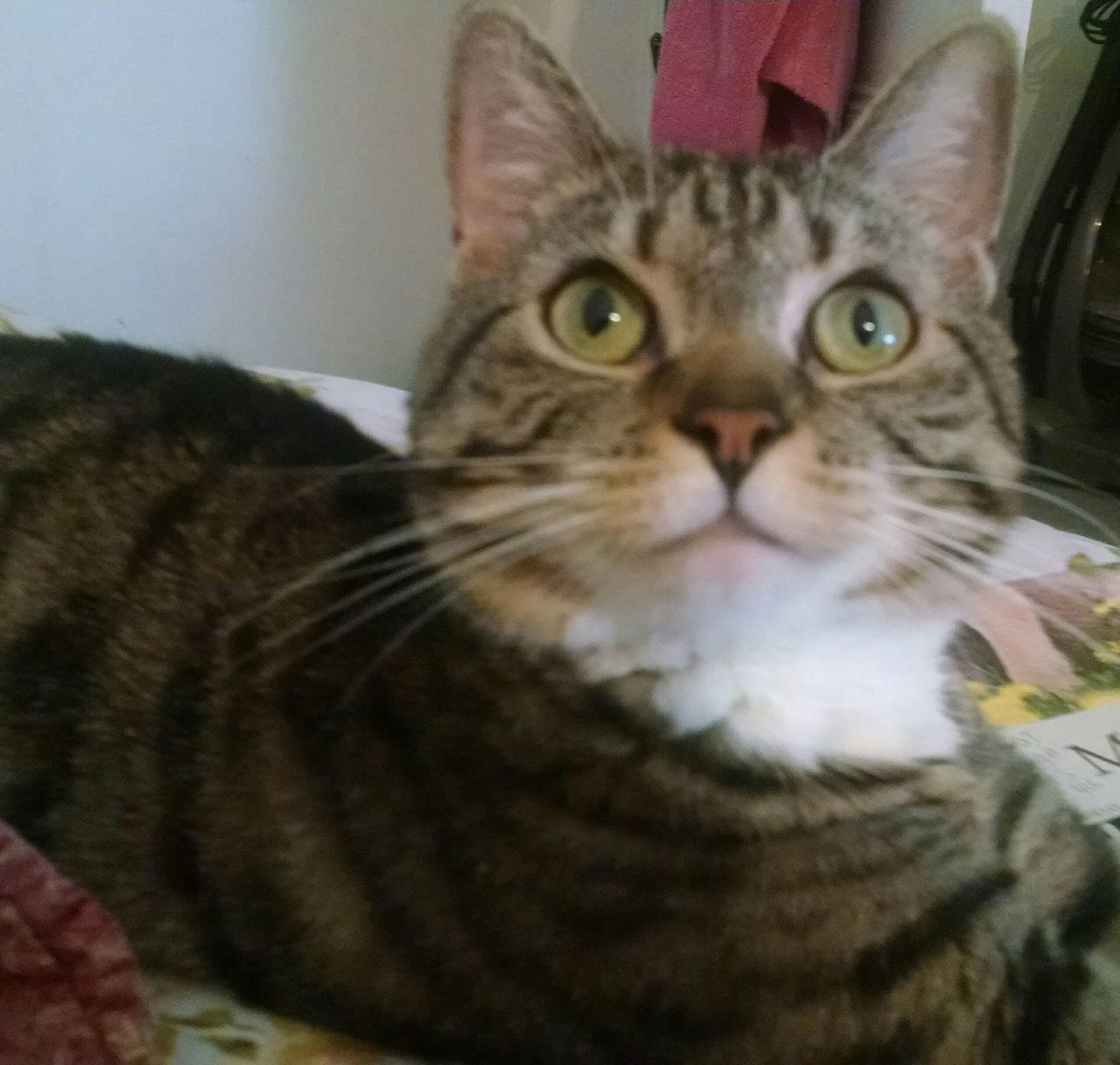 Enlarge Daisy, a Adoptable mixed breed in Whitestone, NY image 2/5