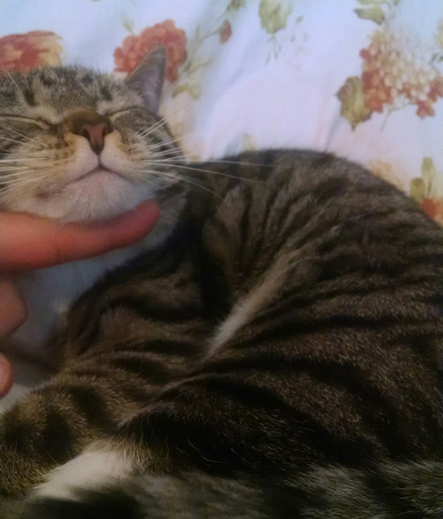 Enlarge Daisy, a Adoptable mixed breed in Whitestone, NY image 3/5