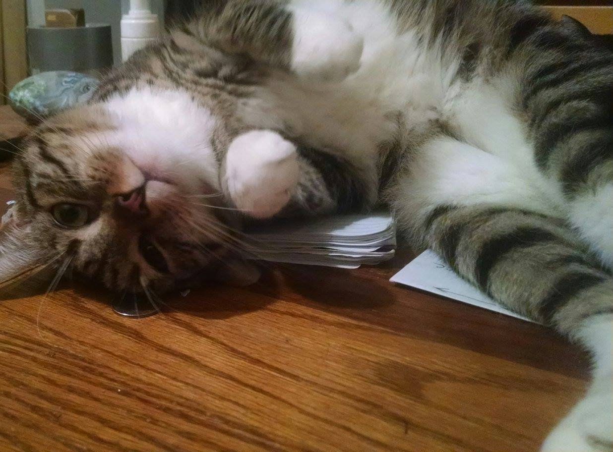 Daisy, Adult Female unknown