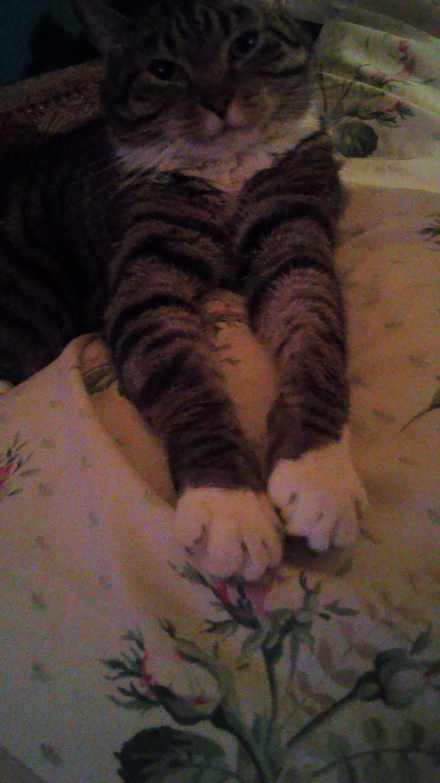 Enlarge Daisy, a Adoptable mixed breed in Whitestone, NY image 4/5