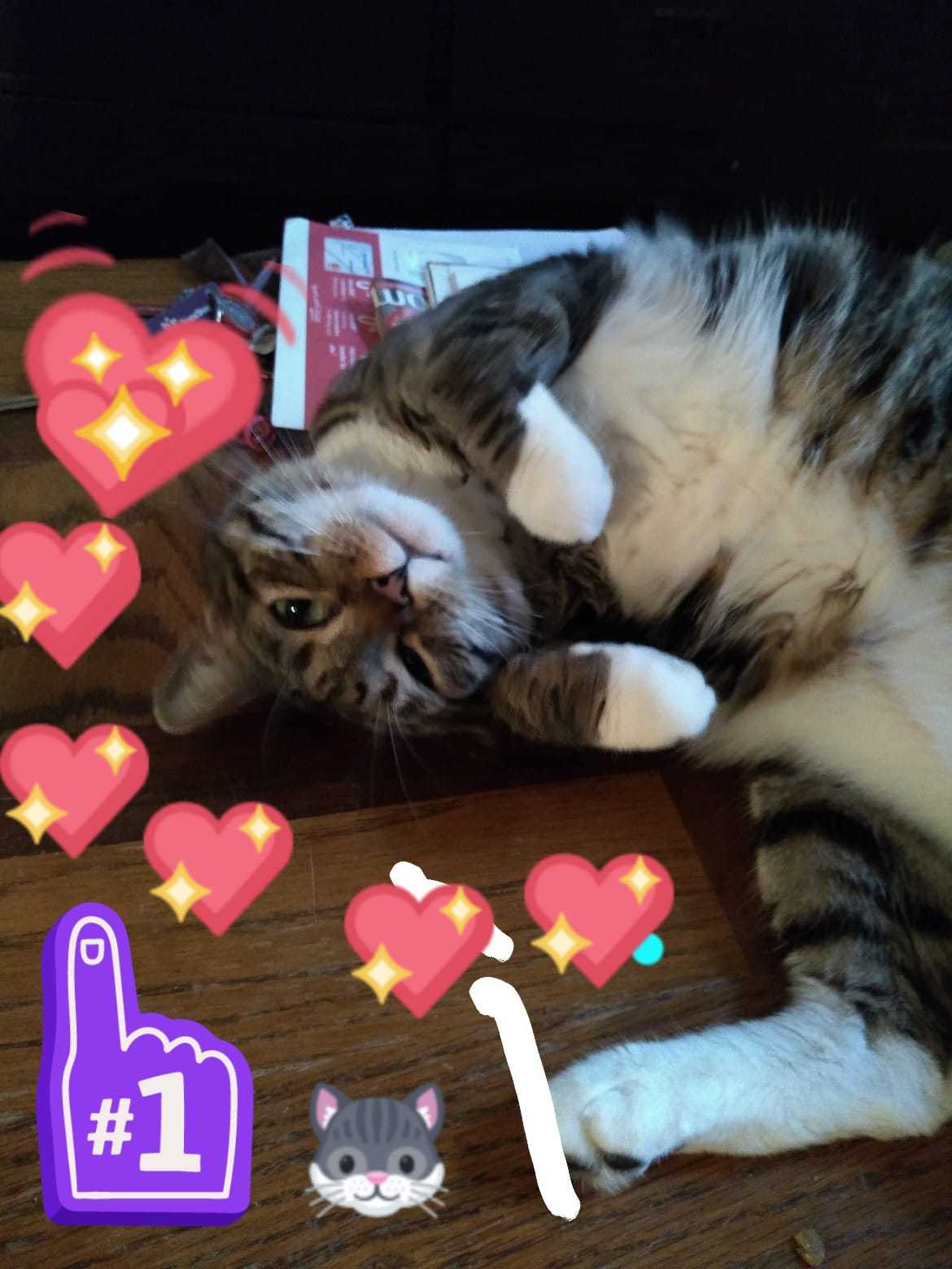 Enlarge Daisy, a Adoptable mixed breed in Whitestone, NY image 5/5