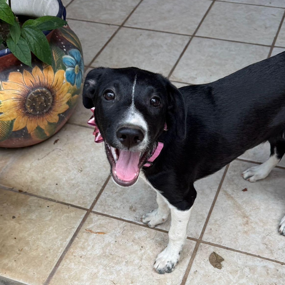 Chloe, a Adoptable mixed breed in Sherwood, OR image 1/6