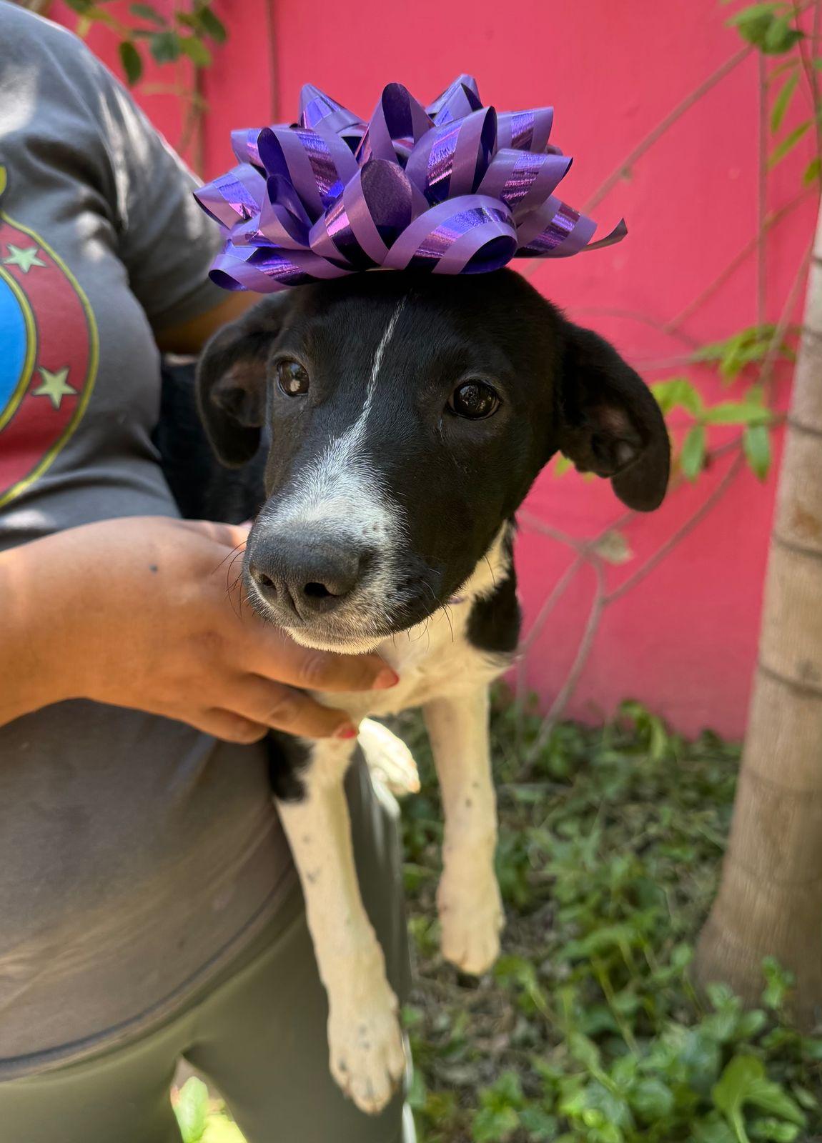 Chloe, a Adoptable mixed breed in Sherwood, OR image 6/6