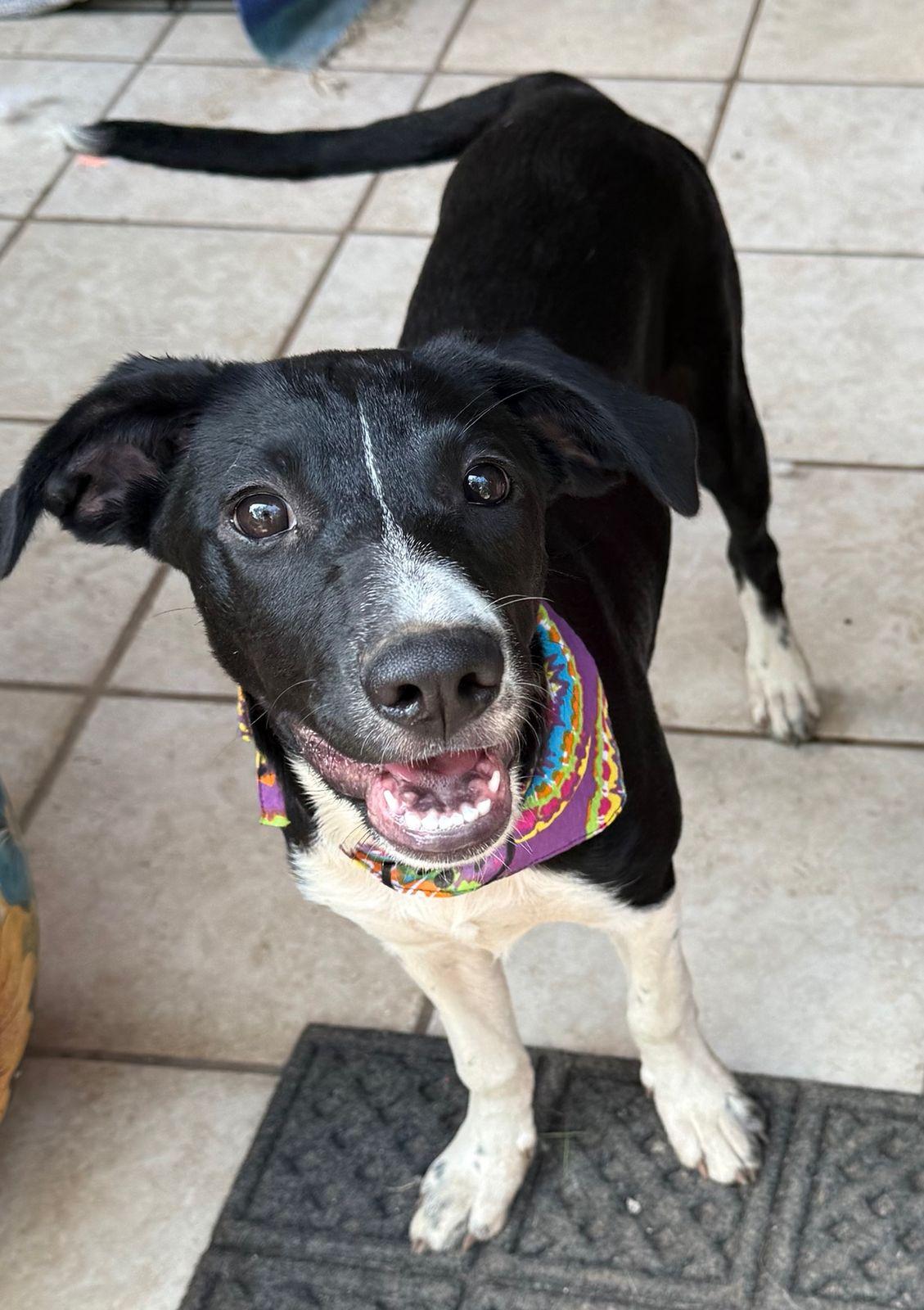 Chloe, a Adoptable mixed breed in Sherwood, OR image 2/6