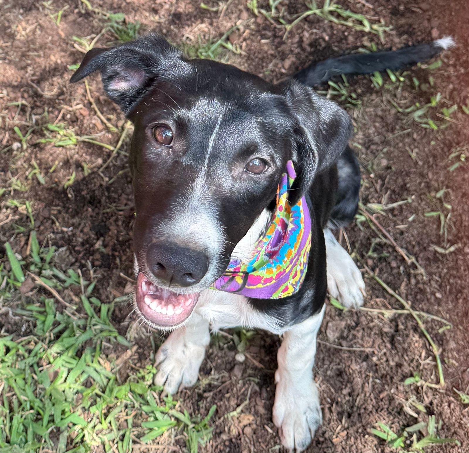Chloe, a Adoptable mixed breed in Sherwood, OR image 3/6