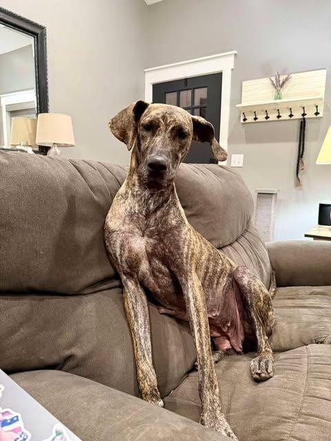 Honey, a Adoptable Great Dane in Youngstown, OH image 1/5