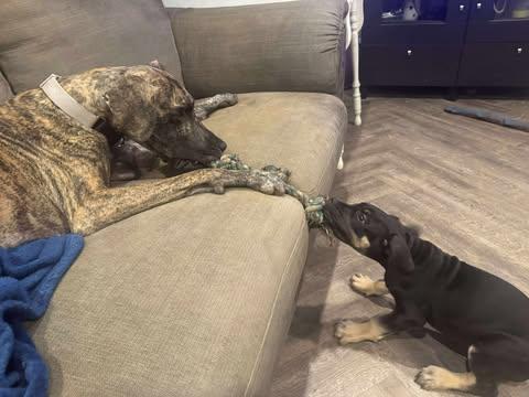 Honey, a Adoptable Great Dane in Youngstown, OH image 2/5