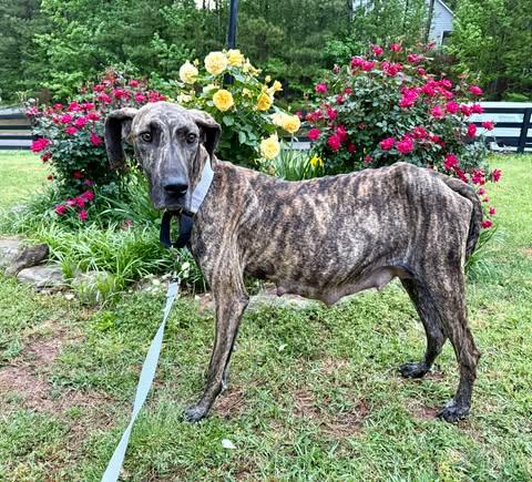 Honey, a Adoptable Great Dane in Youngstown, OH image 3/5