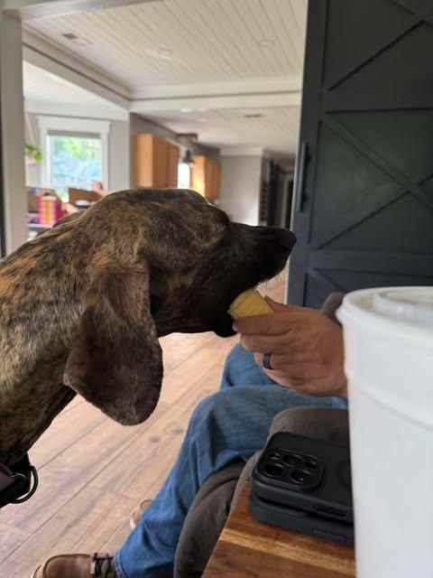 Honey, a Adoptable Great Dane in Youngstown, OH image 4/5