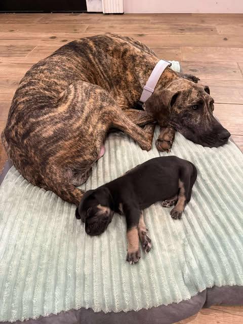 Honey, a Adoptable Great Dane in Youngstown, OH image 5/5