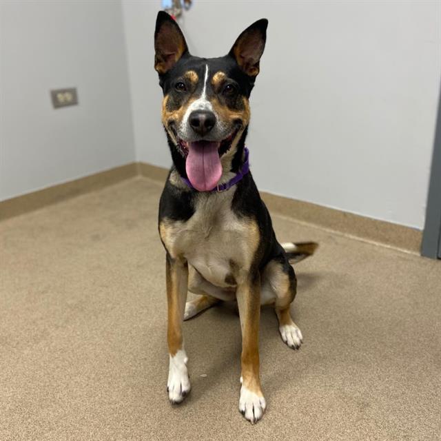 Enlarge TURF, a Adoptable mixed breed in Aurora, CO image 1/1