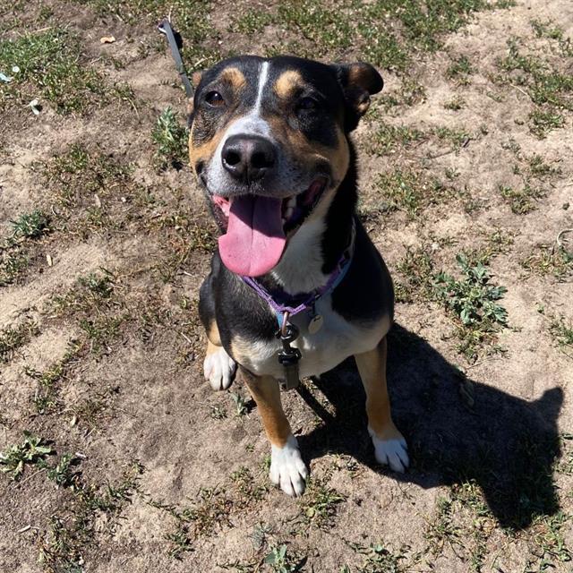 Enlarge TURF, a Adoptable mixed breed in Aurora, CO image 1/1