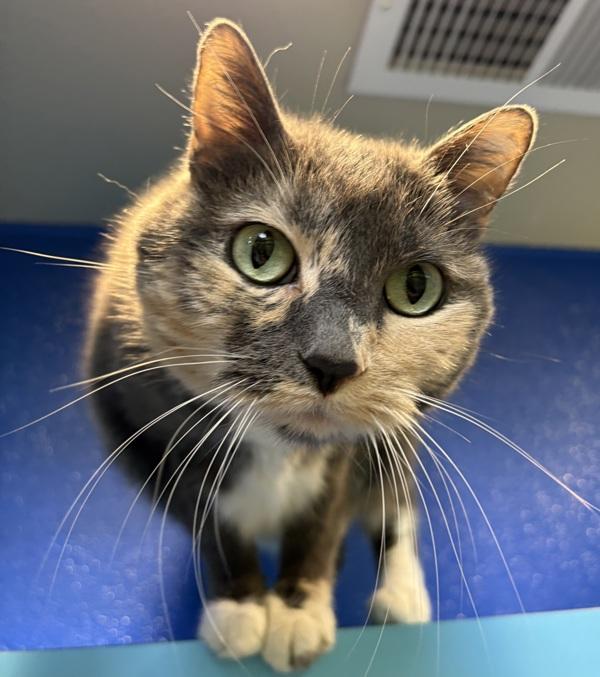 Enlarge Miley, a Adoptable mixed breed in Sioux City, IA image 1/1
