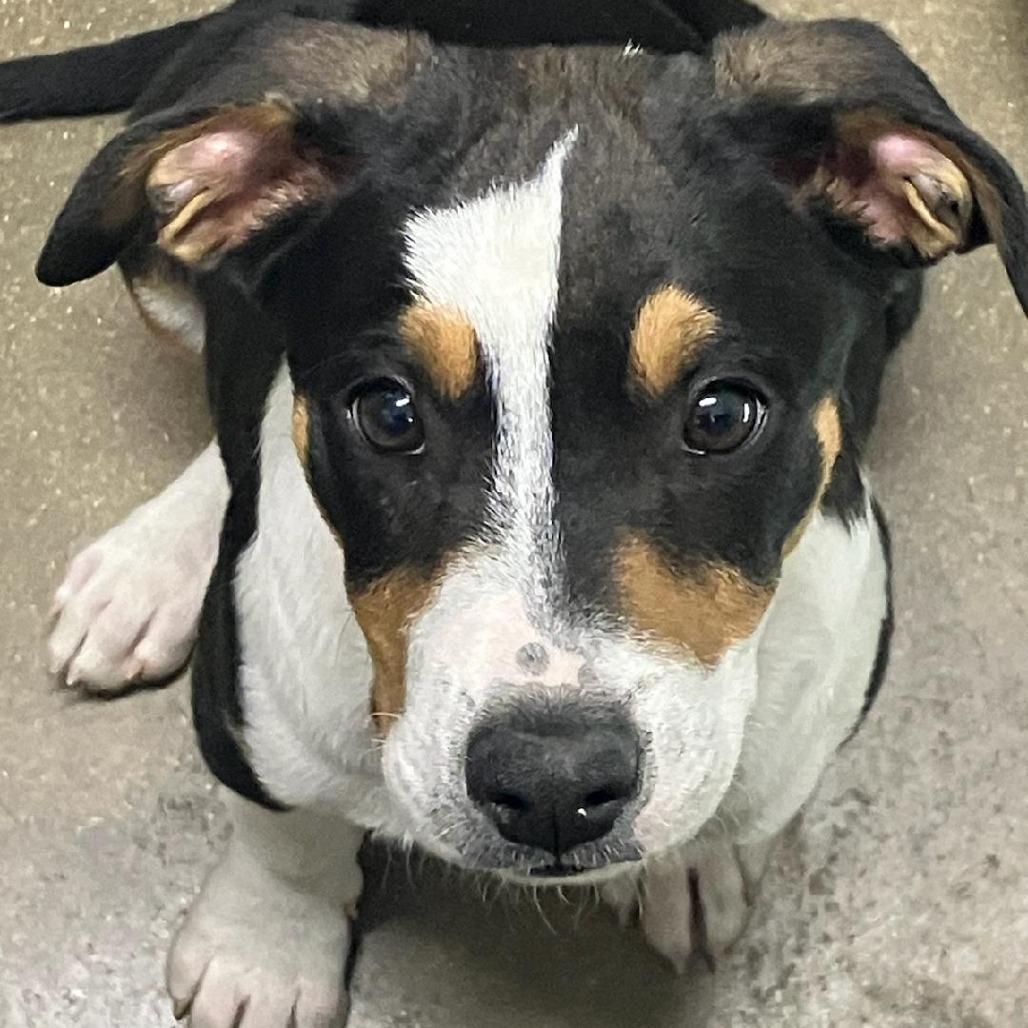 Enlarge Waffle, a Adoptable mixed breed in Eureka Springs, AR image 1/6