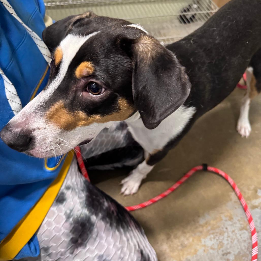 Enlarge Waffle, a Adoptable mixed breed in Eureka Springs, AR image 2/6