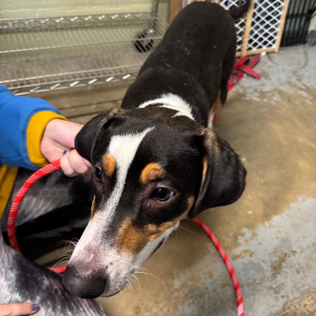 Enlarge Waffle, a Adoptable mixed breed in Eureka Springs, AR image 3/6