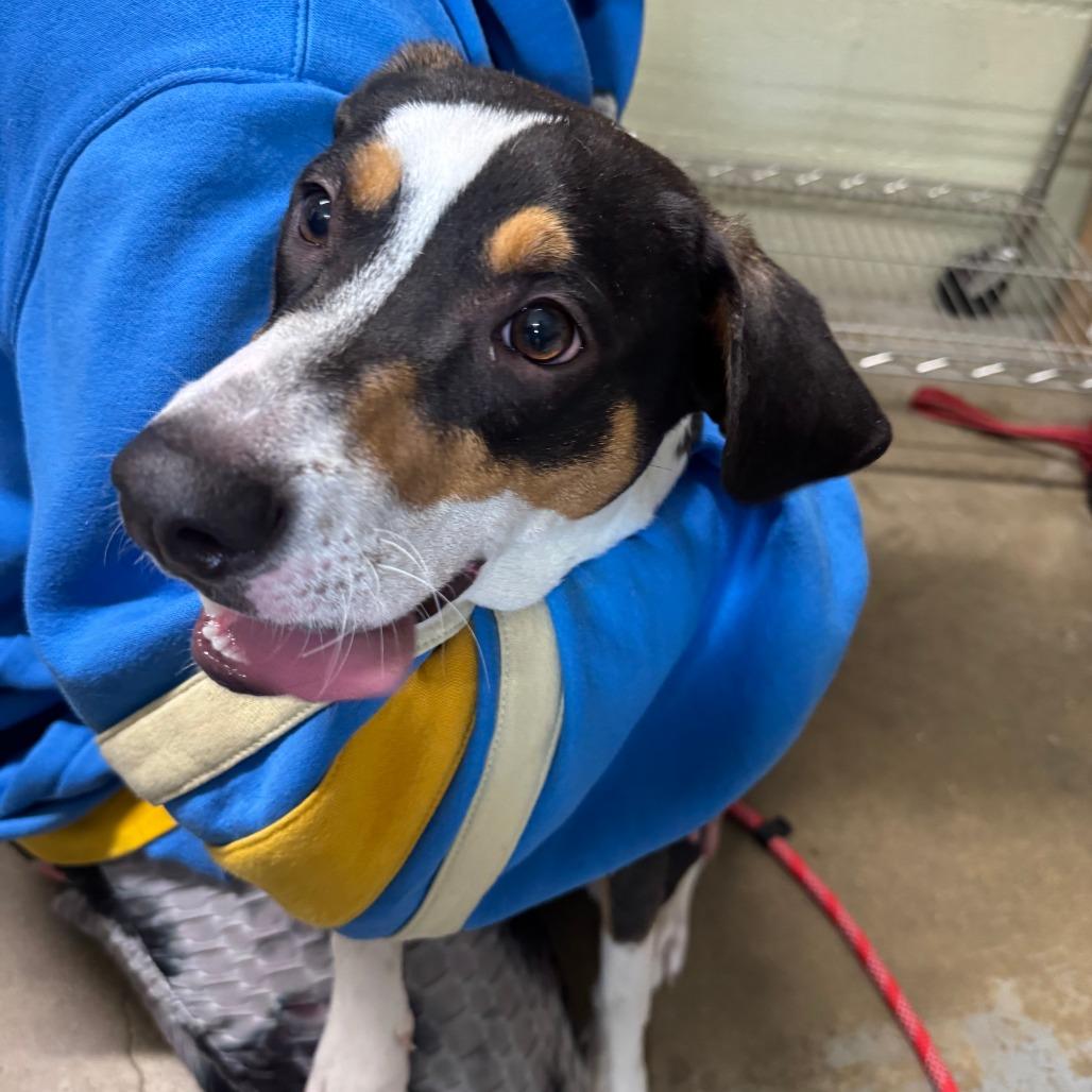 Enlarge Waffle, a Adoptable mixed breed in Eureka Springs, AR image 5/6