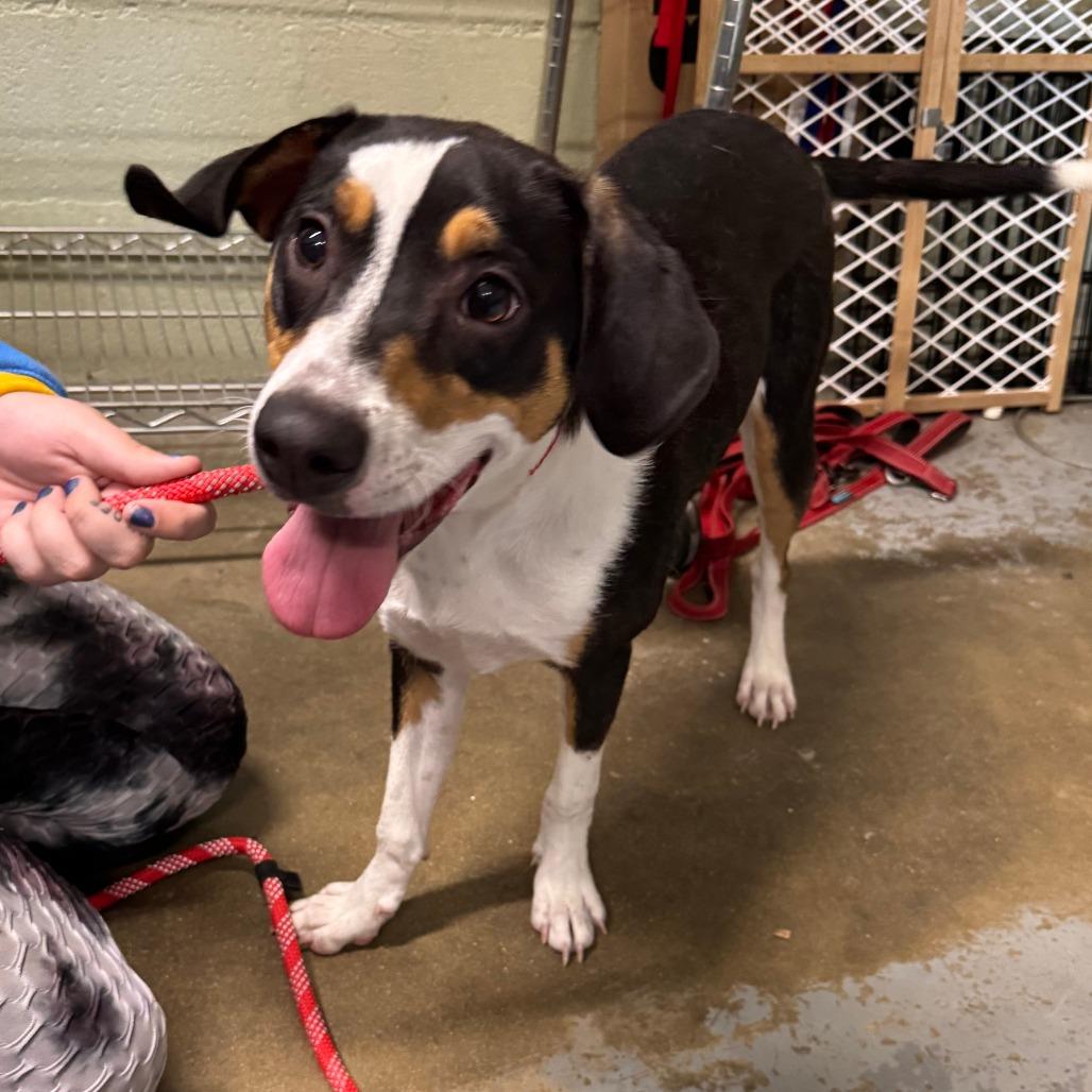 Enlarge Waffle, a Adoptable mixed breed in Eureka Springs, AR image 6/6