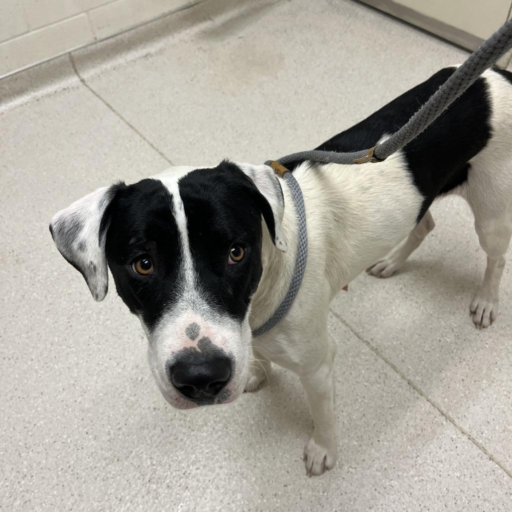 Enlarge Piper, a Adoptable mixed breed in Murray, UT image 1/2