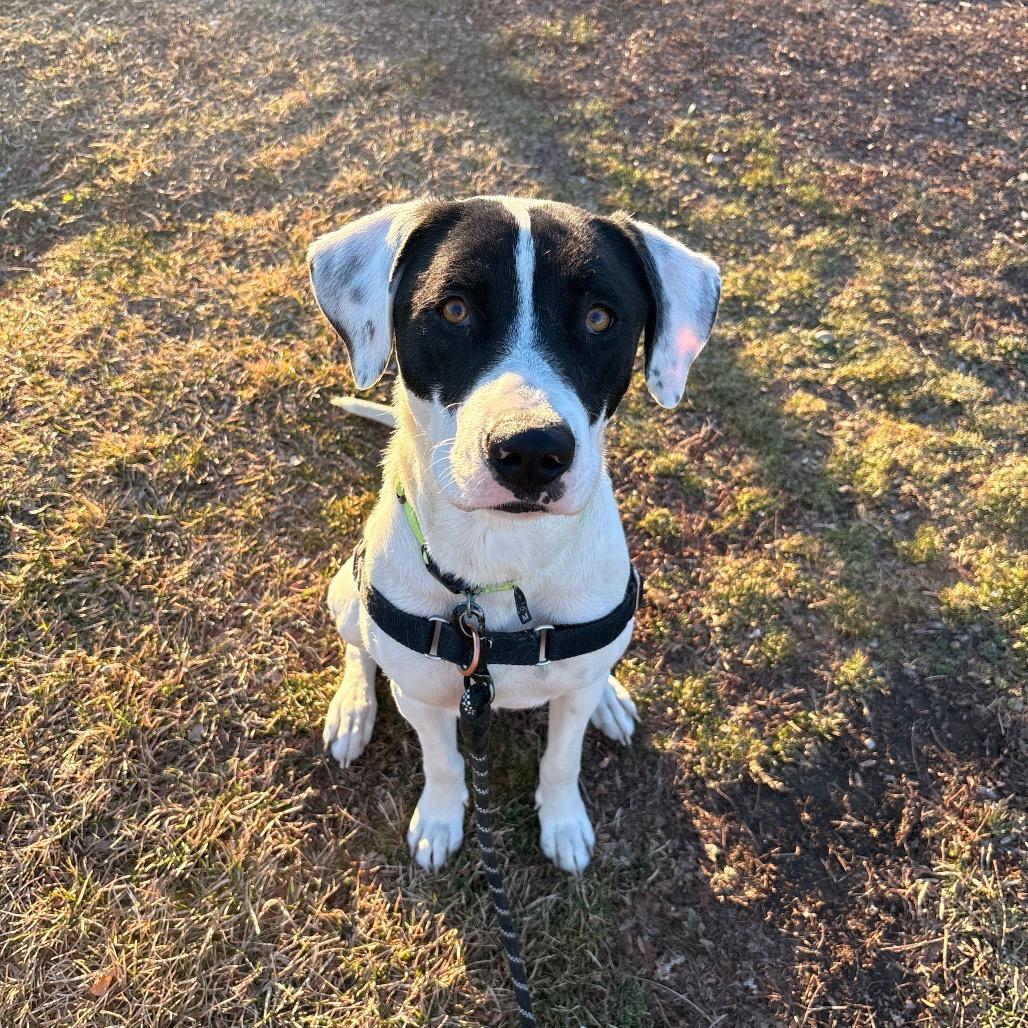 Enlarge Piper, a Adoptable mixed breed in Murray, UT image 2/2