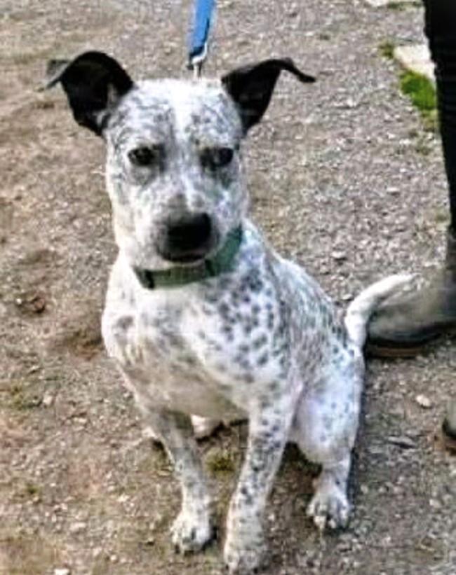 ROCKET, a ADOPTABLE Australian Cattle Dog / Blue Heeler in Pegram, TN image 1/3