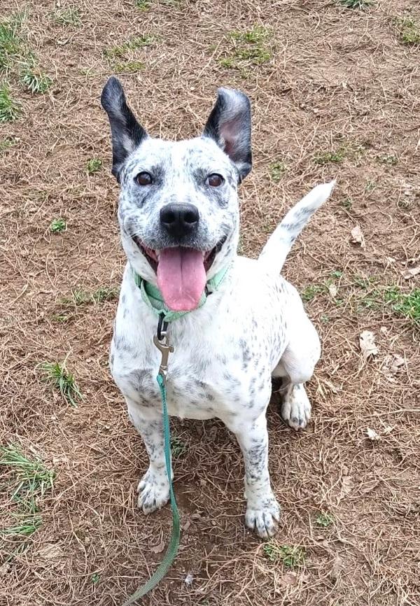 ROCKET, adoptable, Young Male Australian Cattle Dog / Blue Heeler.