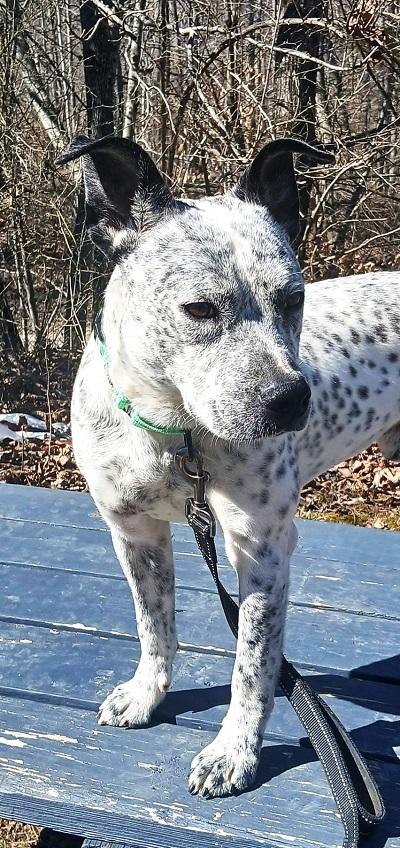 ROCKET, a ADOPTABLE Australian Cattle Dog / Blue Heeler in Pegram, TN image 2/3
