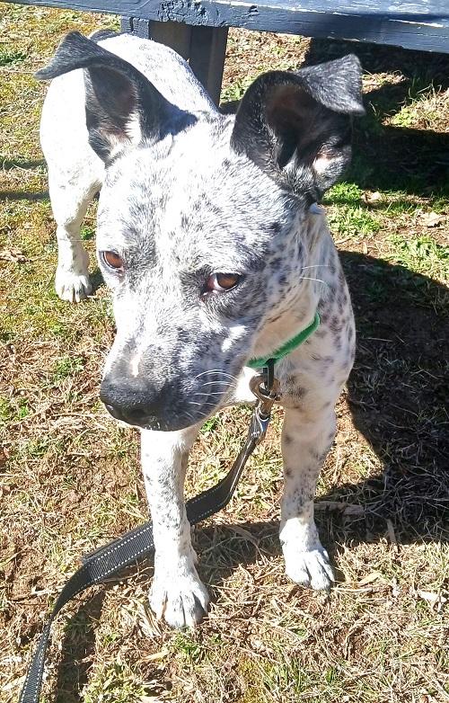 ROCKET, a ADOPTABLE Australian Cattle Dog / Blue Heeler in Pegram, TN image 3/3