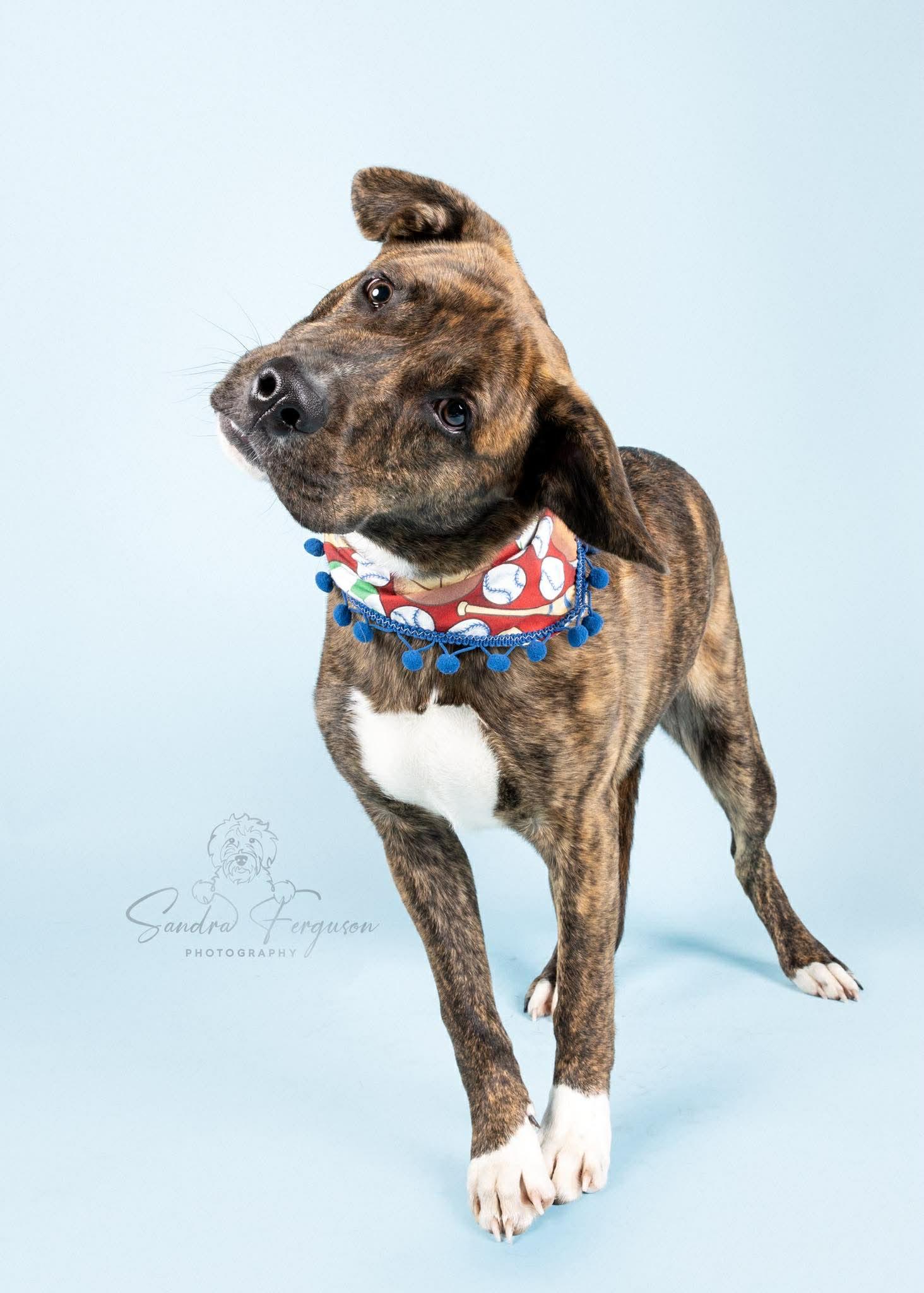 Enlarge Copper (LM-Fostered in TN), a ADOPTABLE mixed breed in Brooklyn, CT image 5/6