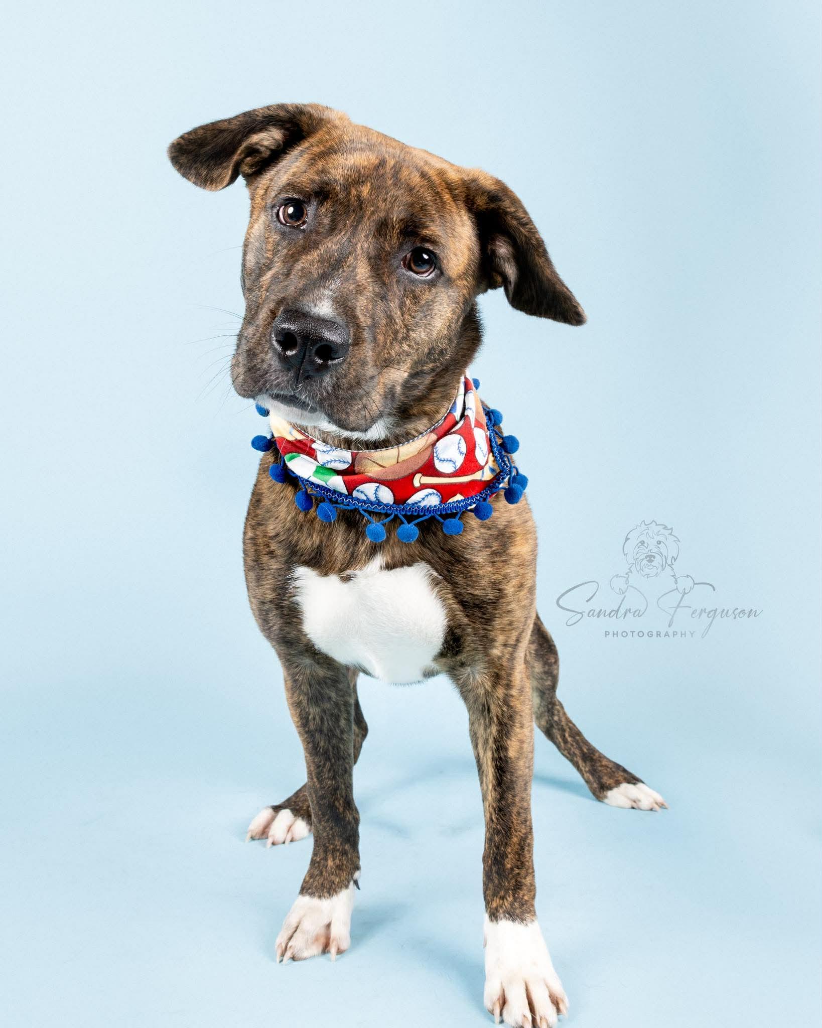 Enlarge Copper (LM-Fostered in TN), a ADOPTABLE mixed breed in Brooklyn, CT image 3/6
